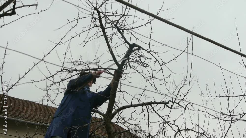 custom made wallpaper toronto digitalLow angle how Gardener cutting the fruit tree branch.