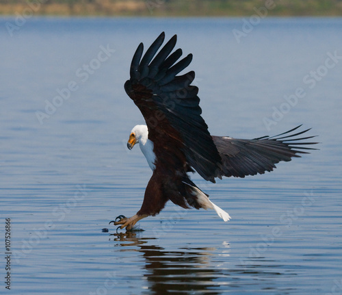 African Fish Eagle at the moment the attack on the prey. Kenya. Tanzania. Safari. East Africa. An excellent illustration.