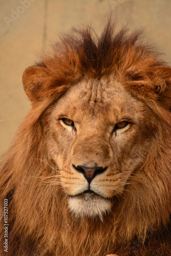 Fototapeta Naklejka Na Ścianę i Meble -  ライオン　かみね動物園
