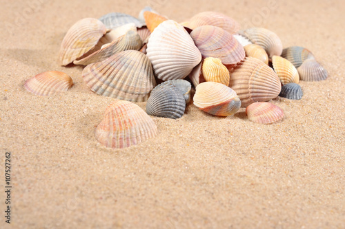 Seashells close-up in a sand