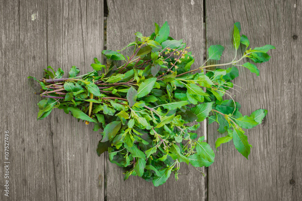 Holy Basil leaf herb ingredient of Thai food. Holy Basil leaf herb ingredient of Thai food.