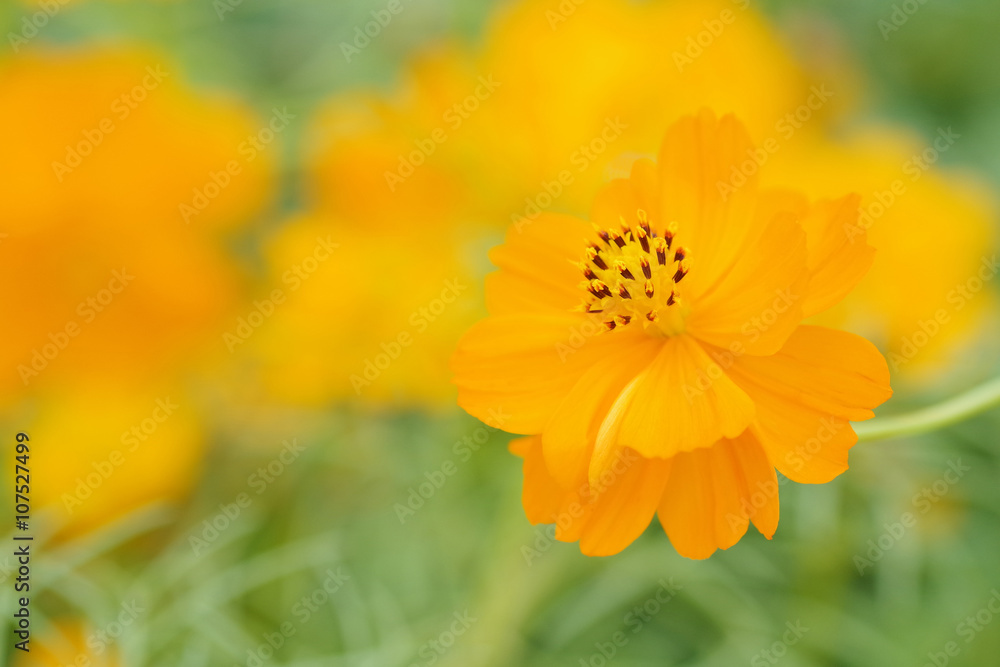 Yellow cosmos flower on green yellow blurred background, shallow Yellow cosmos flower on green yellow blurred background, shallow