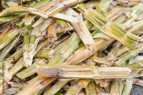 Tableau sur toile Sugarcane bagasse, nature fiber recycle for biofuel pulp and building materials