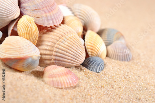 Seashells close-up in a sand