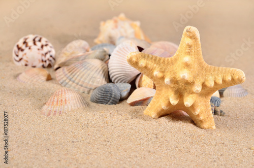 Starfish and seashells close-up in a sand