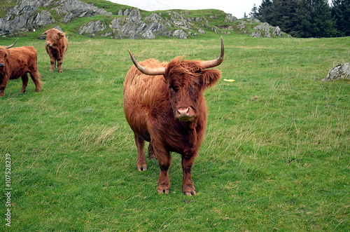 Longhorn Cow on a pasture in Norway