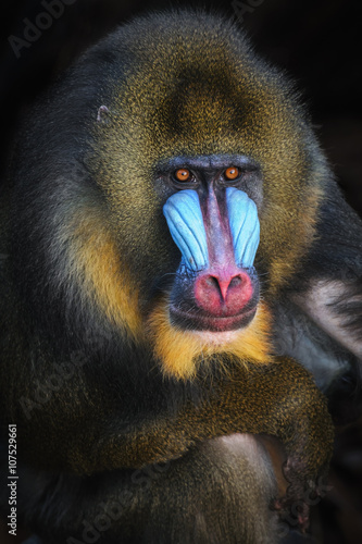 Konstfotografi Portrait of the adult male mandrill