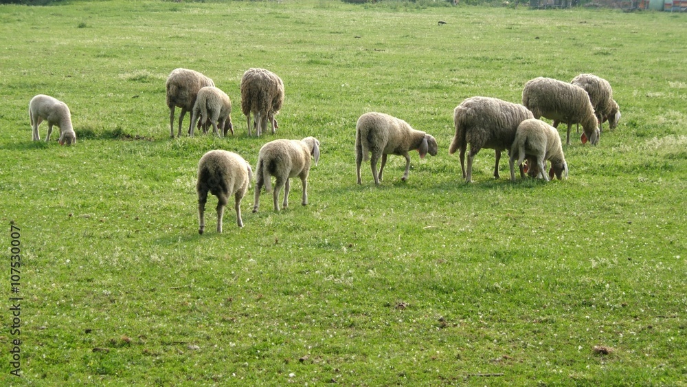 Pecore al pascolo mangiano erba