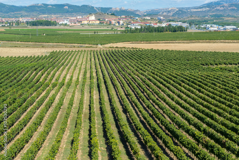 Vineyard, Haro as background, La Rioja (Spain)
