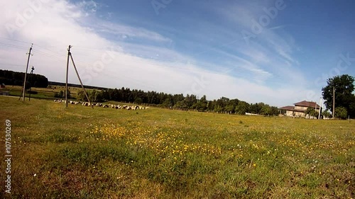 Huge Herd of Sheep Moving Across Lawn Toward, Near Wood Next to a Lonely House
