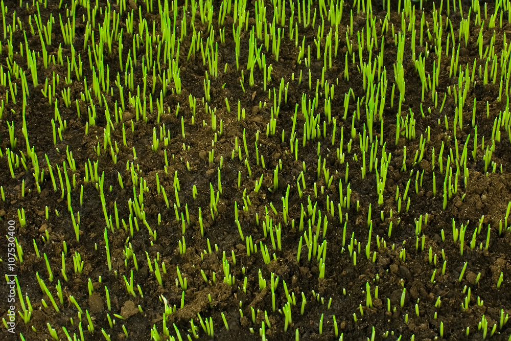Obraz premium Lawn grass sprout