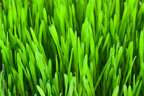 Lawn close up