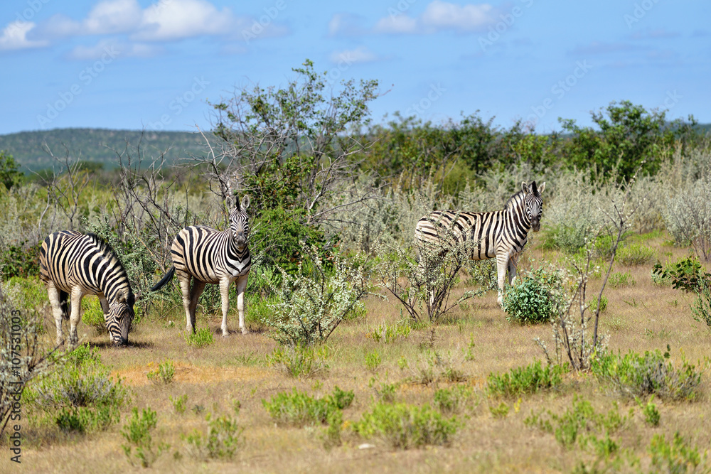 Fototapeta premium Zebras in Etosha, Namibia