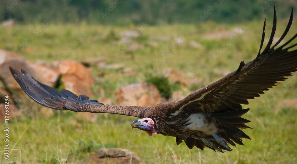 Obraz premium Predatory bird flies to prey. Kenya. Tanzania. Safari. East Africa. An excellent illustration.
