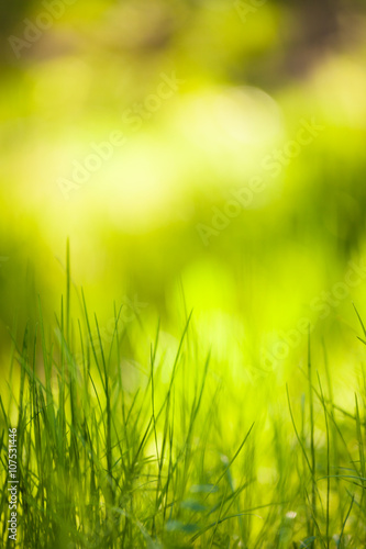 Green grass growing blurry background