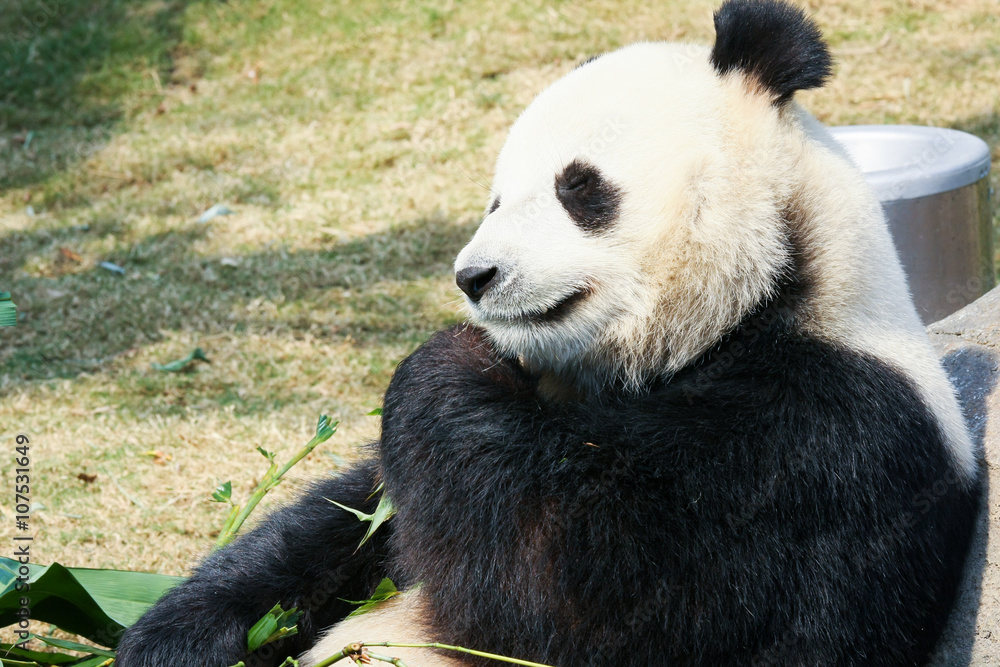 Panda eating bamboo Panda eating bamboo