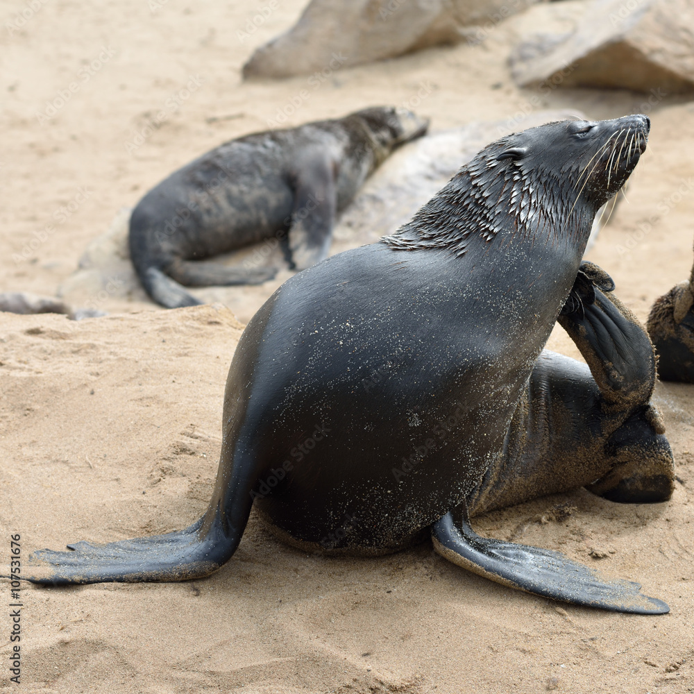 Fototapeta premium Cape fur seal on the Cape Cross, Namibia