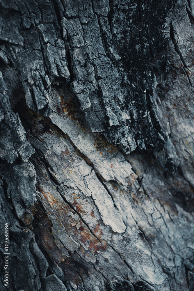 dark wooden bark tree texture for background. dark wooden bark tree texture for background.
