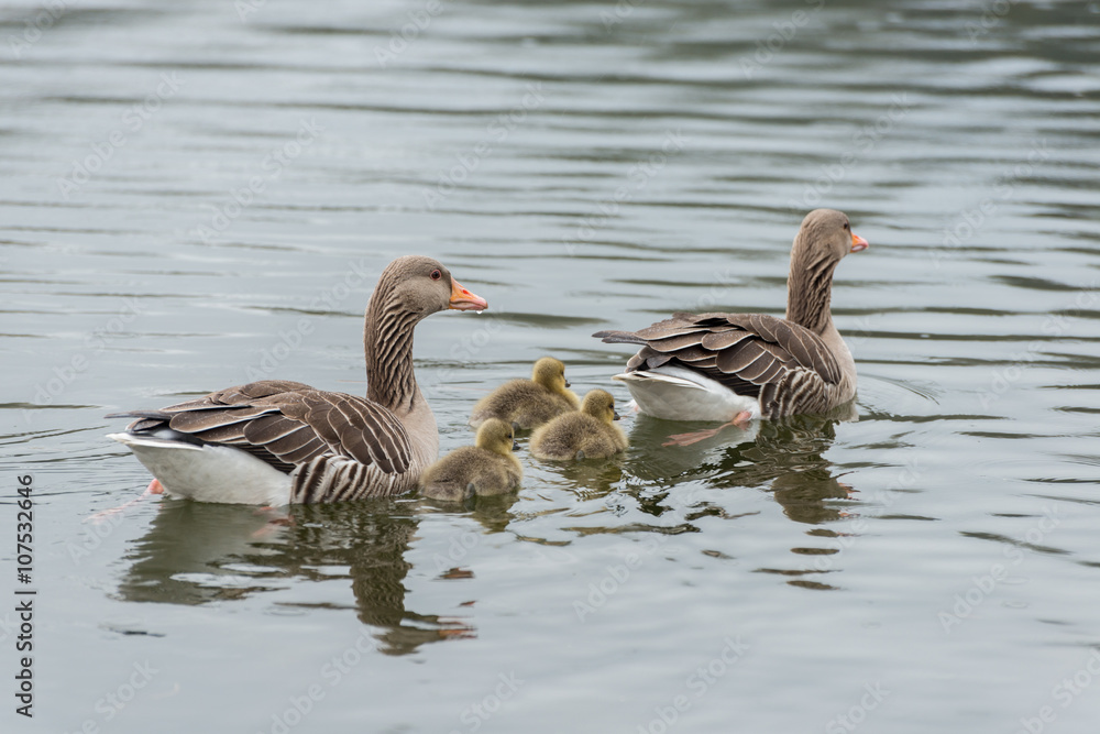 Family of grey goose with three chicken in the water in spring Family of grey goose with three chicken in the water in spring