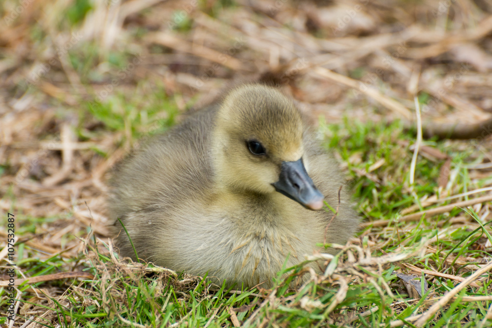 Gray Goose chicken in grass Gray Goose chicken in grass