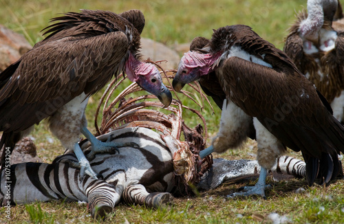 Predatory birds eat the prey in the savannah. Kenya. Tanzania. Safari. East Africa. An excellent illustration.