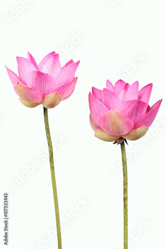 lotus flower isolated on white background © sakhorn38