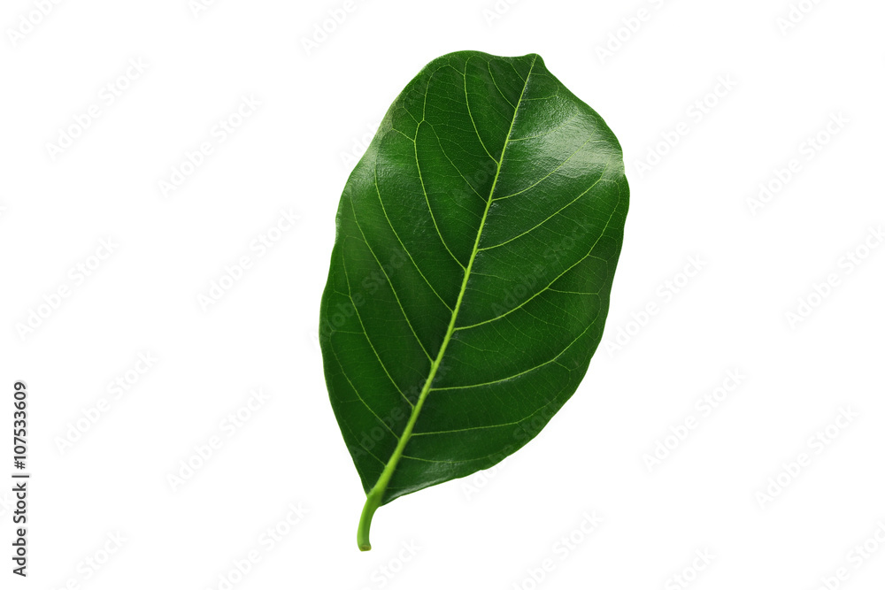 Fototapeta premium Green jackfruit leaf isolated on white background