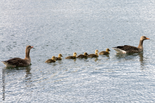 Family of gray goose swimming over sea photo