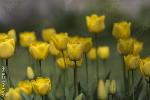 Yellow tulips background