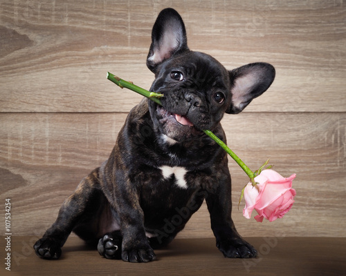 Canvastavla Funny dog with a flower in his mouth