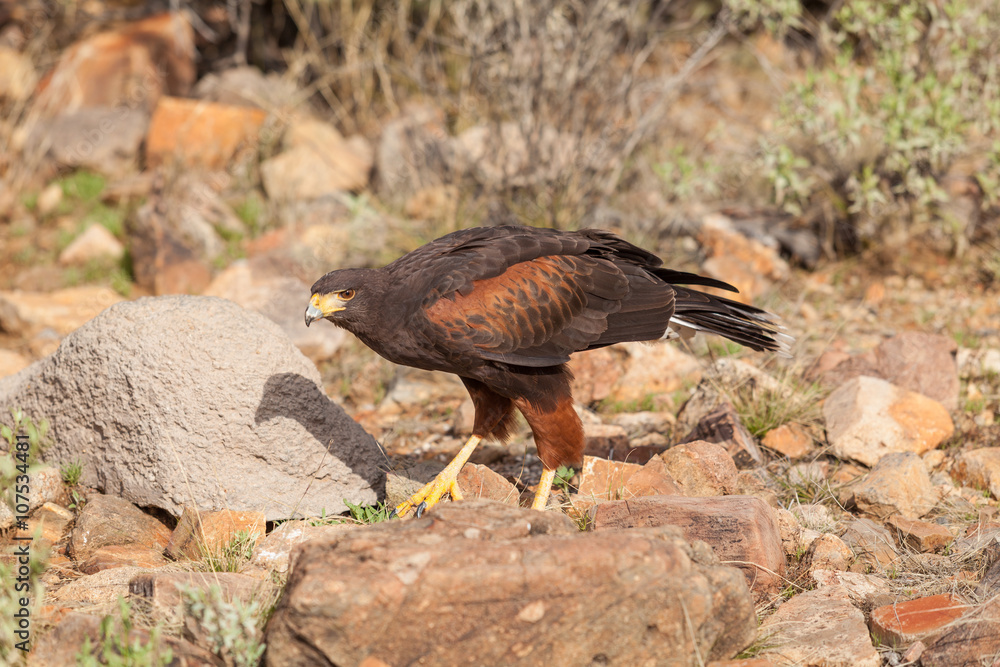 Fototapeta premium Harris Hawk