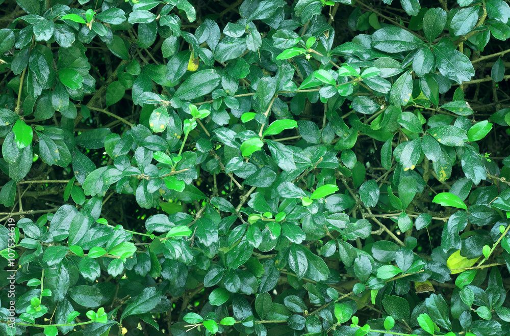 shrubberry shrubberry
