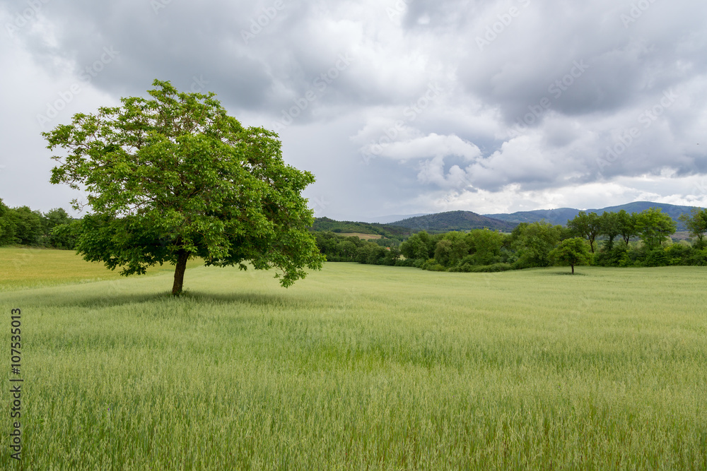 Beautiful landscape and lone tree in Tuscany