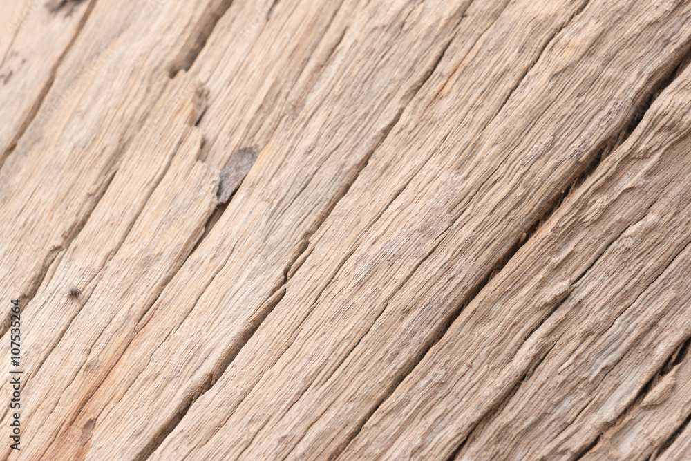 Wood texture of cut tree trunk Wood texture of cut tree trunk