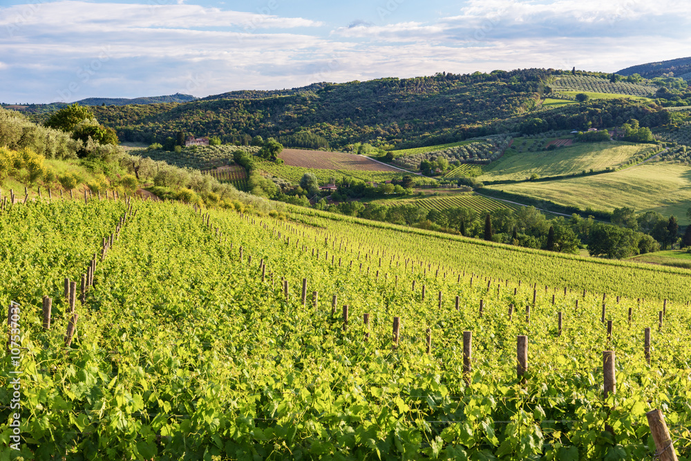 Typical Tuscan landscape with vineyards in Tuscany