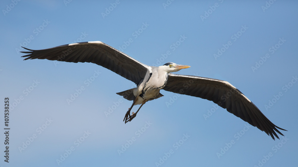 Obraz premium Flying grey heron (ardea cinerea), Camargue, France