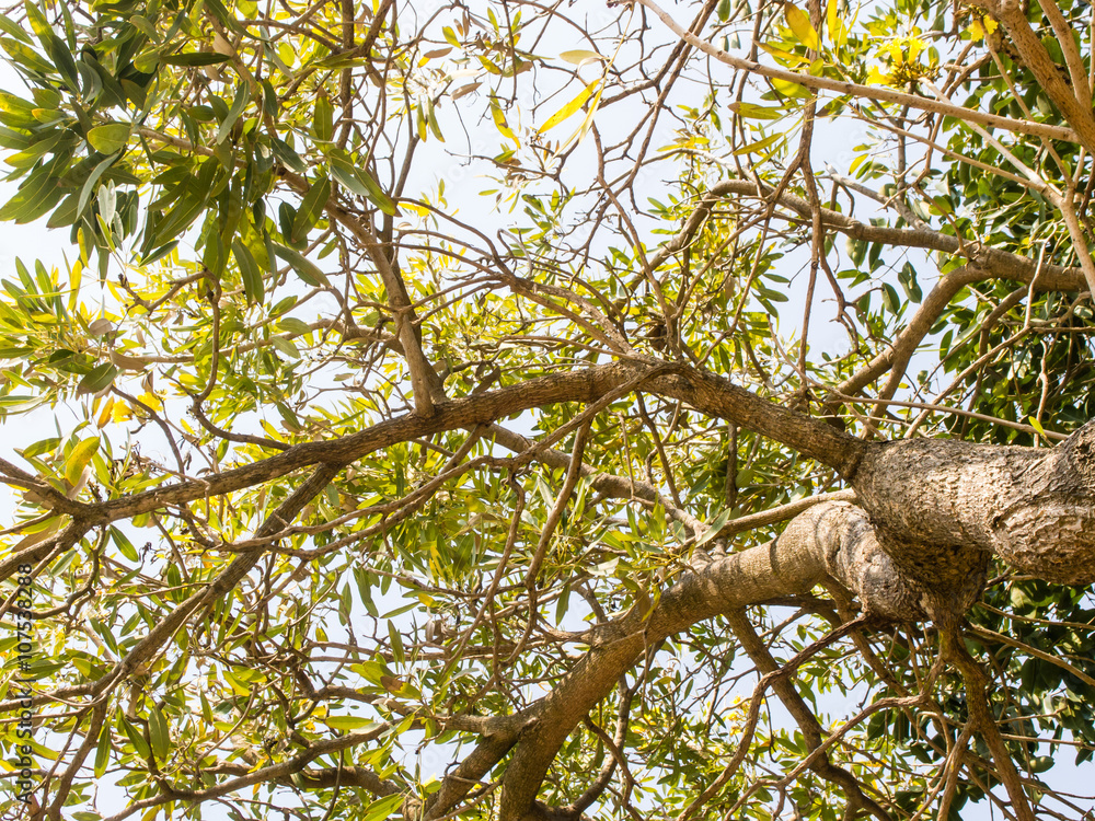 Fototapeta premium tree from bottom view