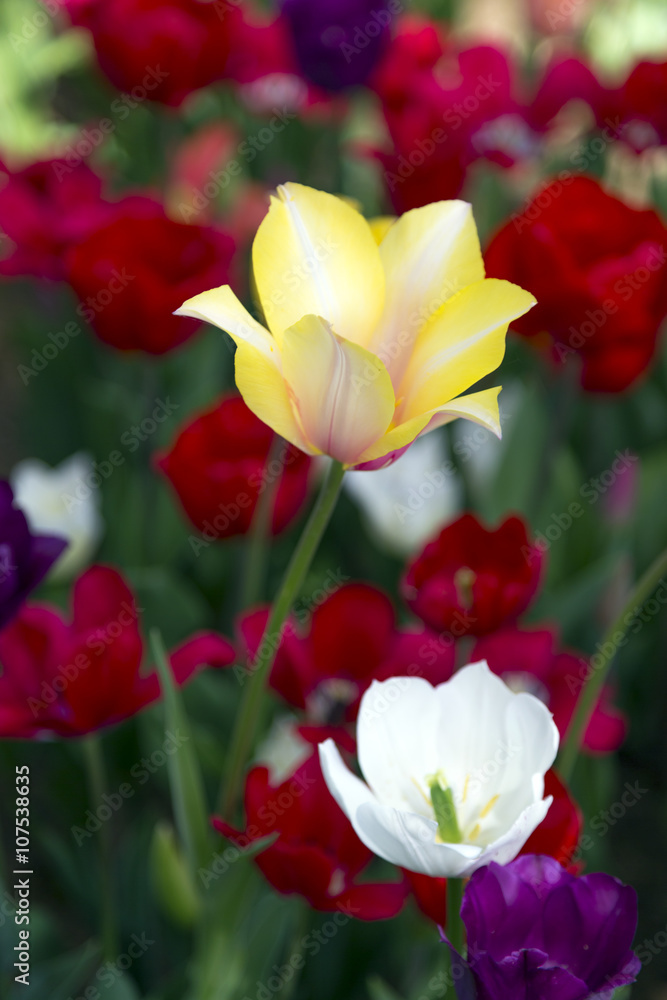 Beautiful tulips, fresh spring flowers, flowerbed, Emirgan City Park, Istanbul, Turkey Beautiful tulips, fresh spring flowers, flowerbed, Emirgan City Park, Istanbul, Turkey