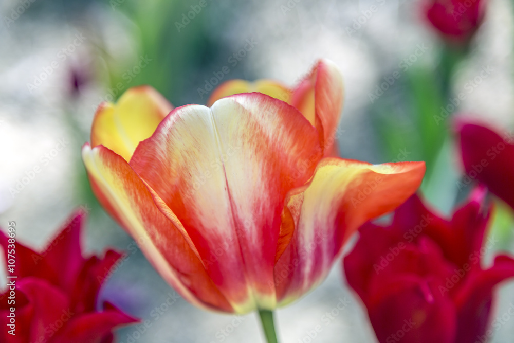 Beautiful tulips, fresh spring flowers, flowerbed, Emirgan City Park, Istanbul, Turkey Beautiful tulips, fresh spring flowers, flowerbed, Emirgan City Park, Istanbul, Turkey