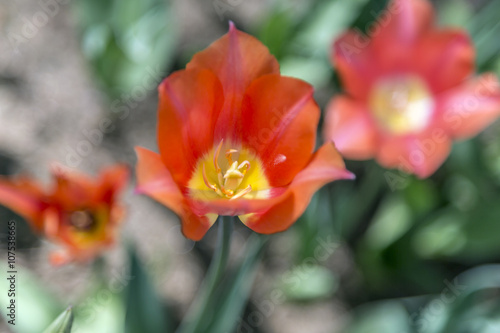 Beautiful tulips  fresh spring flowers  flowerbed  Emirgan City Park  Istanbul  Turkey