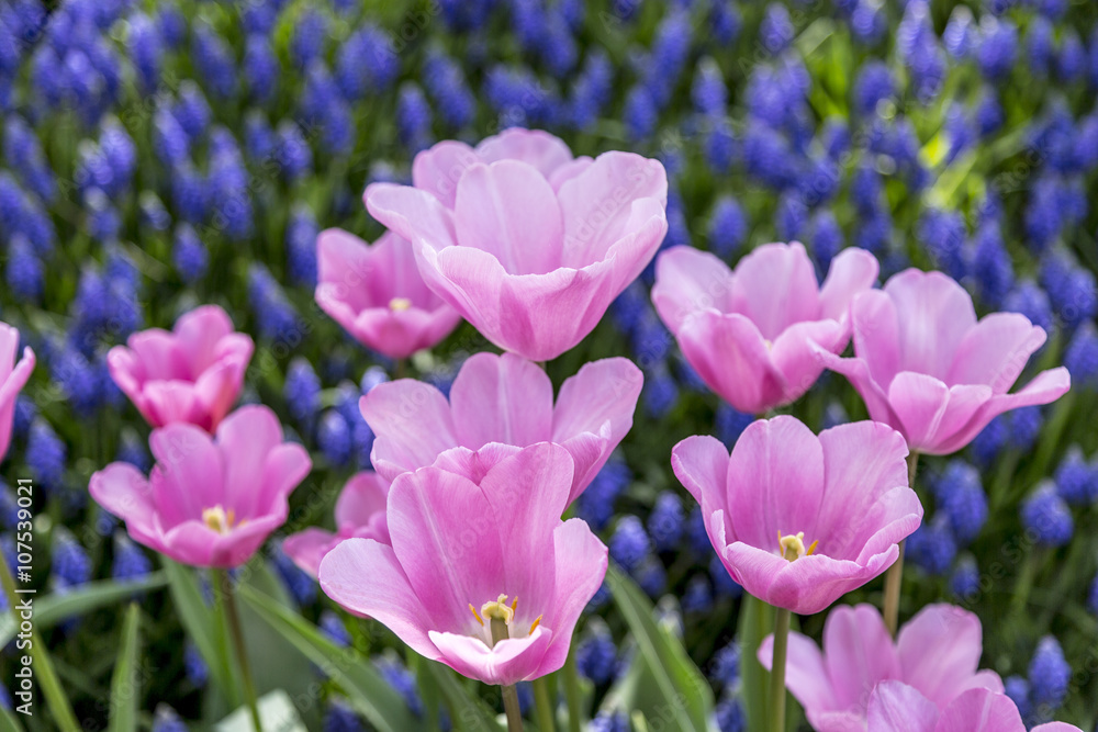 Beautiful tulips, fresh spring flowers, flowerbed, Emirgan City Park, Istanbul, Turkey Beautiful tulips, fresh spring flowers, flowerbed, Emirgan City Park, Istanbul, Turkey
