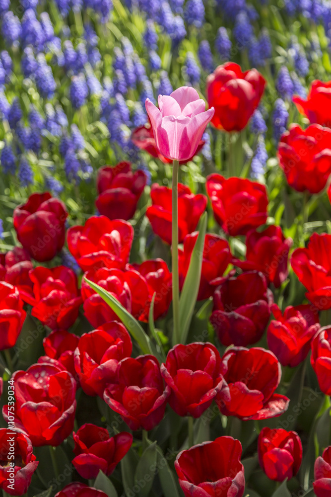 Beautiful tulips, fresh spring flowers, flowerbed, Emirgan City Park, Istanbul, Turkey Beautiful tulips, fresh spring flowers, flowerbed, Emirgan City Park, Istanbul, Turkey