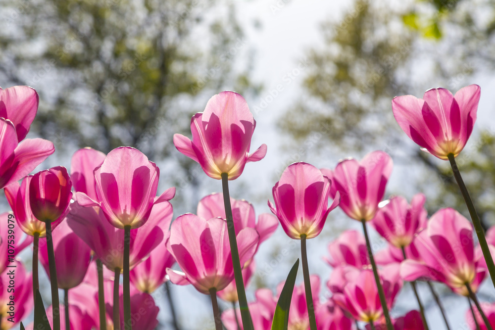 Beautiful tulips, fresh spring flowers, flowerbed, Emirgan City Park, Istanbul, Turkey Beautiful tulips, fresh spring flowers, flowerbed, Emirgan City Park, Istanbul, Turkey