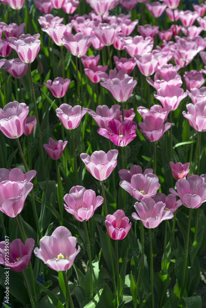 Beautiful tulips, fresh spring flowers, flowerbed, Emirgan City Park, Istanbul, Turkey Beautiful tulips, fresh spring flowers, flowerbed, Emirgan City Park, Istanbul, Turkey