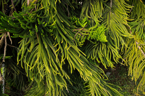 Branch of needle pine trees with sunrise light photo