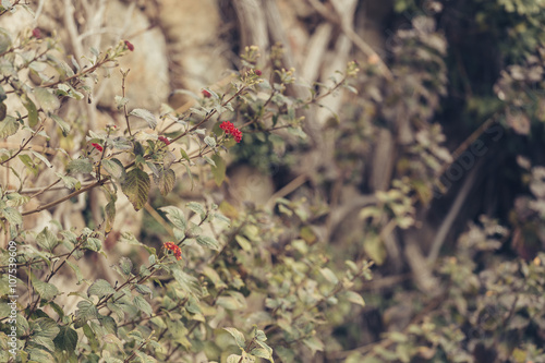 Fototapeta Naklejka Na Ścianę i Meble -  Red flowers blossoming on a domestic garden