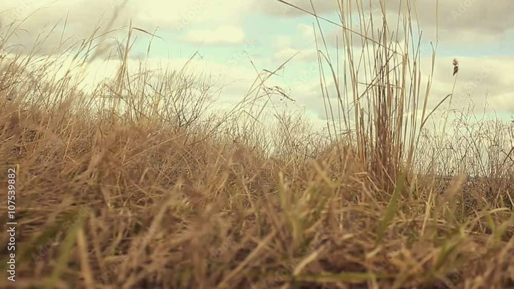 landscape dry grass sways in wind movement nature landscape dry grass sways in wind movement nature