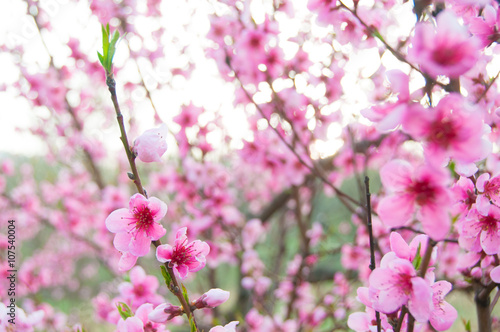 Spring blossom  pink flowers  sunrise in the morning