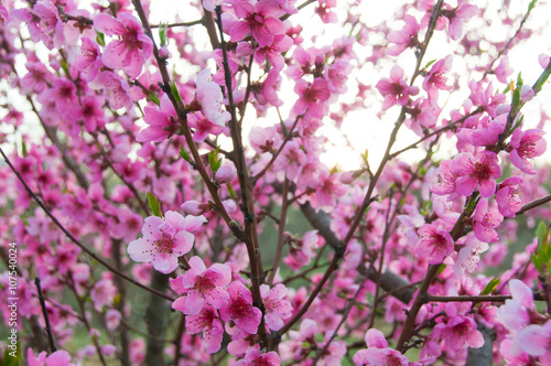 Wallpaper Mural Spring blossom, pink flowers, sunrise in the morning Torontodigital.ca