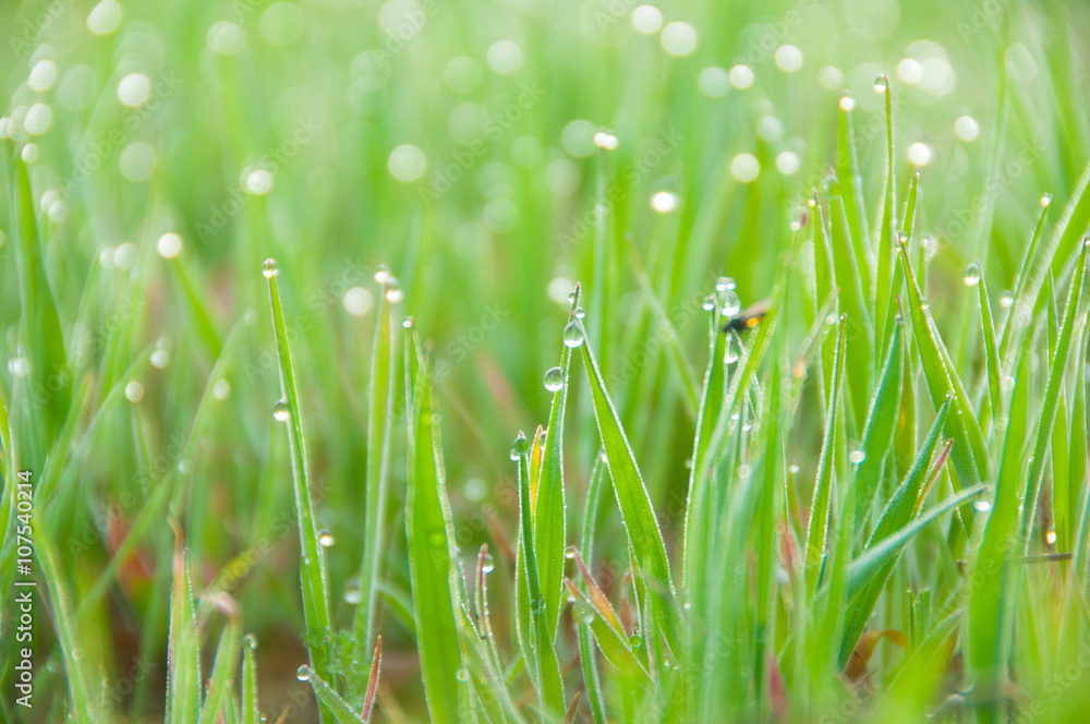 Obraz premium Close up of fresh thick grass with dew drops in the early morning